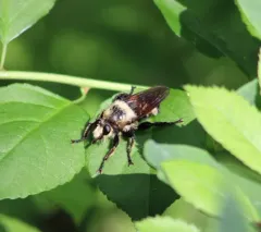 Laphria grossa thumbnail 1