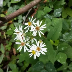 Forked Aster thumbnail 4