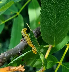 Mountain Ash Sawfly thumbnail 4