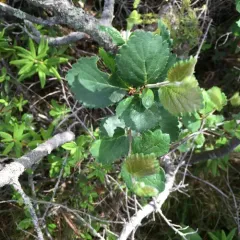 swamp birch thumbnail 1