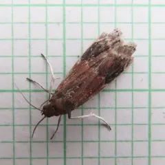 American Plum Borer Moth thumbnail 2