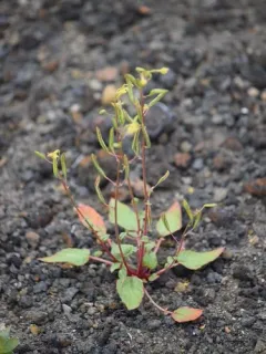 Leafless Suncups thumbnail 2