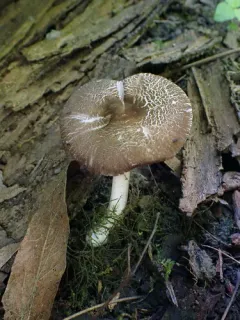Pluteus deceptivus thumbnail 3