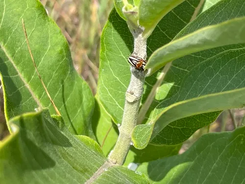 Fiery Cryptocephalus