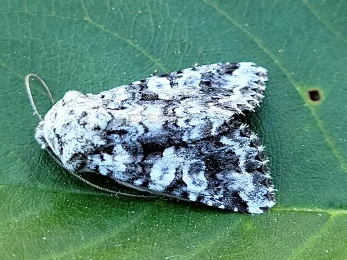 Hadena circumvadis