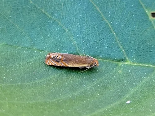 Hystrichophora ochreicostana