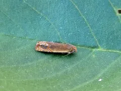Hystrichophora ochreicostana thumbnail 1