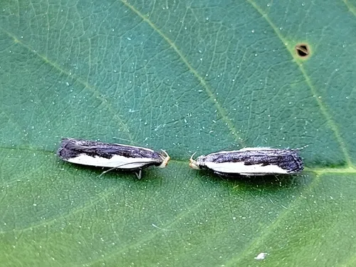 Dichomeris xanthoa