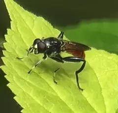 Eastern Orange-tailed Leafwalker thumbnail 2