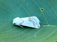 Silver-banded Gem Moth thumbnail 2
