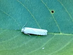 Hystrichophora vestaliana thumbnail 1
