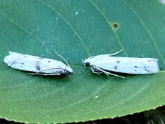Homoeosoma ardaloniphas thumbnail 1