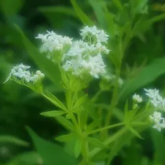 rough bedstraw thumbnail 3