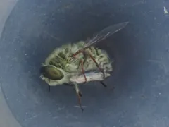 Neorhynchocephalus sackenii thumbnail 4