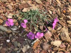 Northern Pink thumbnail 3