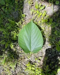 red mulberry thumbnail 2