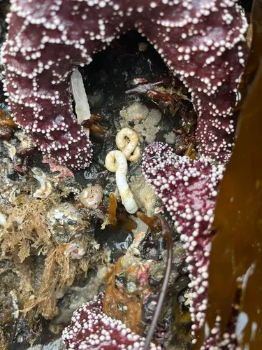 calcareous tube worm
