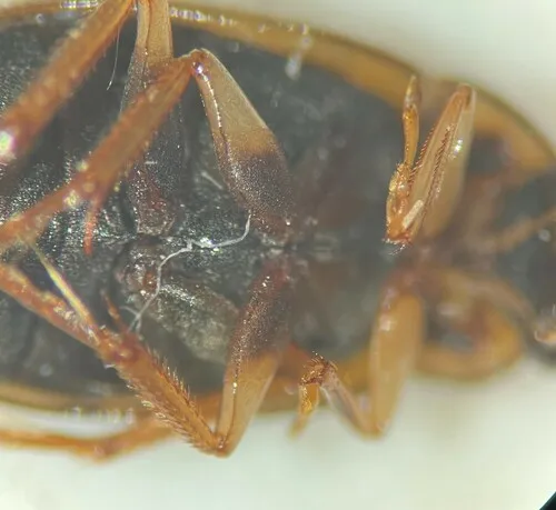Berosus sayi