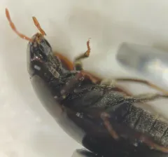 Cymbiodyta vindicata thumbnail 1
