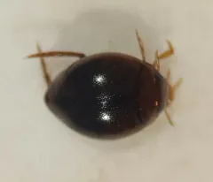 Desmopachria convexa thumbnail 1