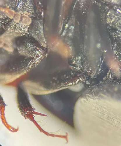 Enochrus consors