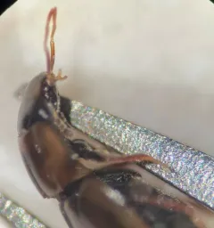 Enochrus ochraceus thumbnail 4