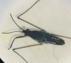 Gerris buenoi thumbnail 1