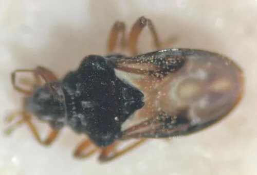 Bueno's Velvet Water Bug