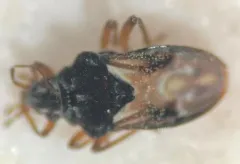 Bueno's Velvet Water Bug thumbnail 1