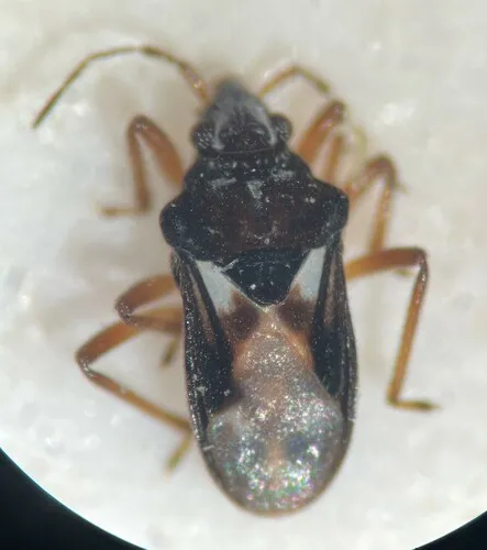 Hebrus burmeisteri