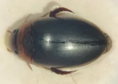 Hydaticus piceus thumbnail 1