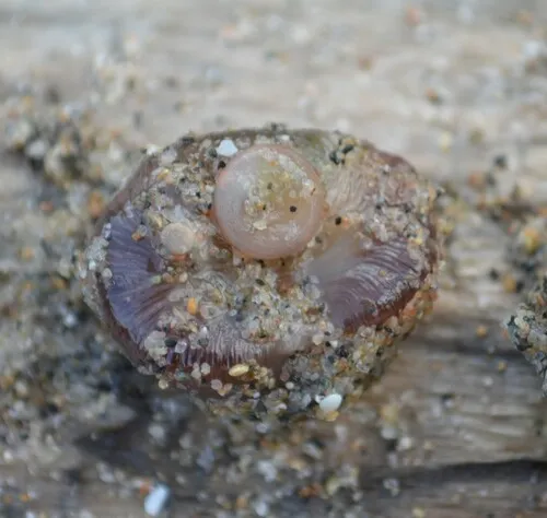 Actinobdella pediculata