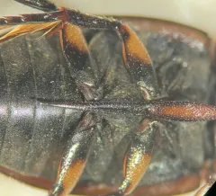 Tropisternus mixtus thumbnail 4