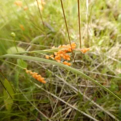 golden sedge thumbnail 4
