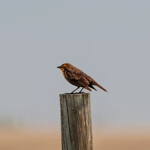 Yellow-headed Blackbird