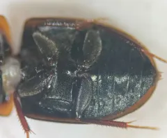 Cymbiodyta acuminata thumbnail 1