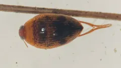 Haliplus longulus thumbnail 1