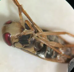 Hesperocorixa minorella thumbnail 1