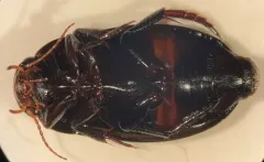 Horn's Predaceous Diving Beetle thumbnail 1
