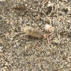 California Beach Flea thumbnail 2