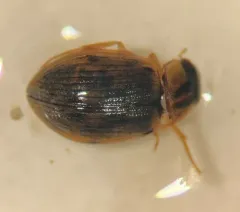 Berosus peregrinus thumbnail 3