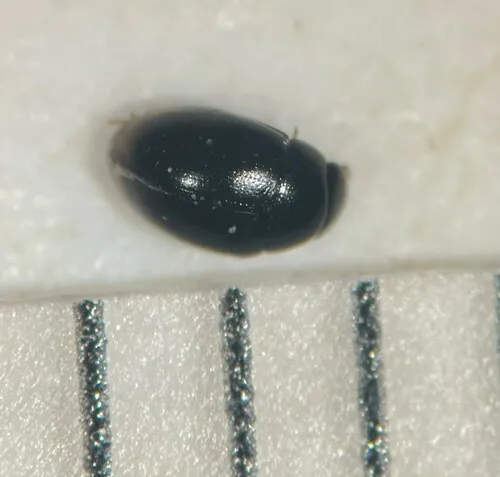 Cercyon herceus