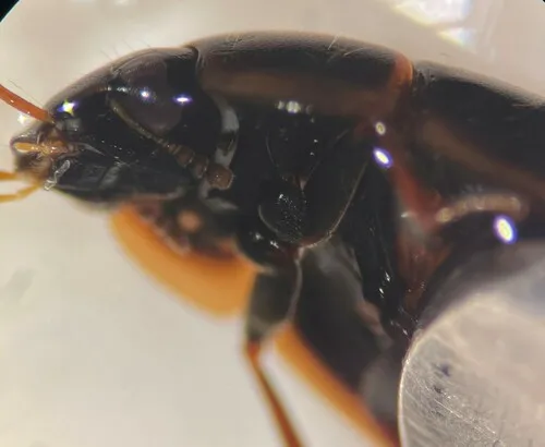 Enochrus fimbriatus