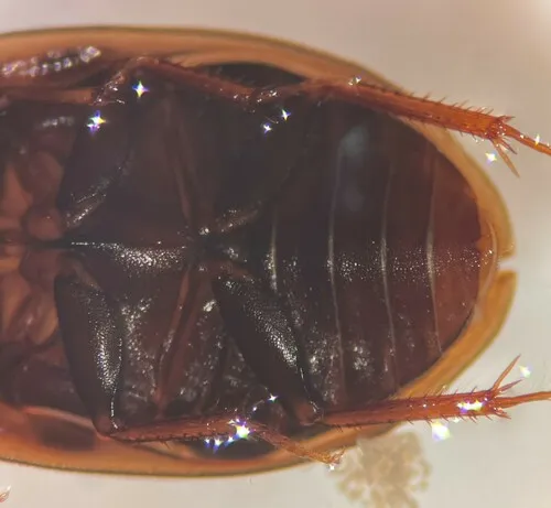 Enochrus sayi