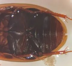 Enochrus sayi thumbnail 1