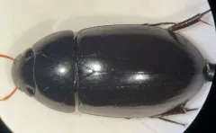 Hydrochara obtusata thumbnail 2