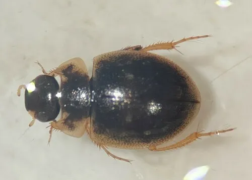 Laccobius spangleri