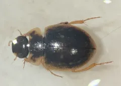 Laccobius spangleri thumbnail 1