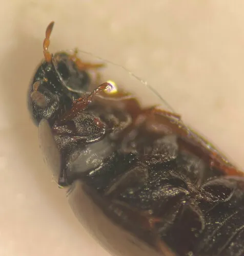 Paracymus subcupreus