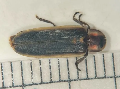 Marsh gray firefly
